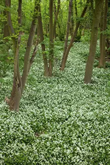 Guy Rogers: 80183312 Ramsons / Wild Garilc - in full flower