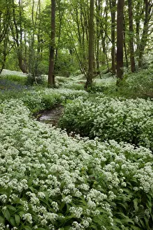 Guy Rogers: 80183313 Ramsons / Wild Garilc - in full flower