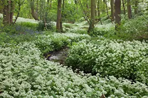 Guy Rogers: 80183314 Ramsons / Wild Garilc - in full flower