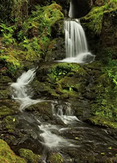 Guy Rogers: 80183316 Woodland Waterfall - May Prenteg, Snowdonia