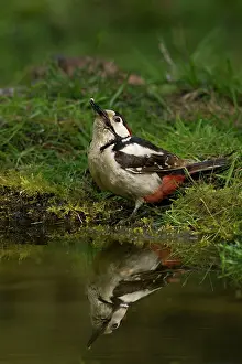 Guy Rogers: 80183317 Great Spotted Woodpecker - coming down