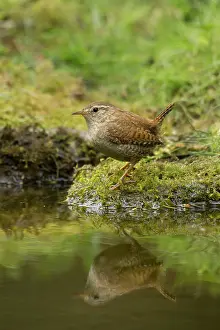 Guy Rogers: 80183318 Wren - at edge of woodland pool with reflection