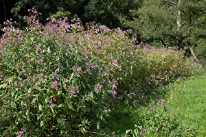 Banks: 80183319 Himalayan Balsam Plants invading banks