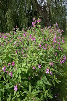 Banks: 80183320 Himalayan Balsam Plants invading banks