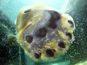 Claw: 80183375 Polar Bear - Paw Shizuoka Zoo - Japan Ursus
