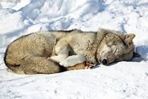 Timber: 80183379 Timber Wolf Ashiyama Zoo - Asahikawa -