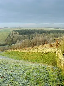 Paul Felix: 80183388 Sheep - beside stone wall in frost near
