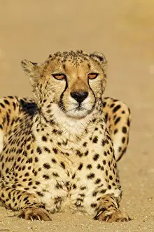 Cheetah: 80183465 Cheetah - male - controlled conditions