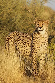 Cheetah: 80183466 Cheetah - male - controlled conditions