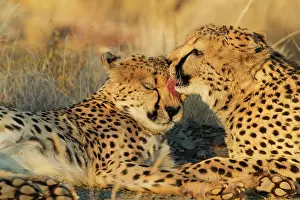 Affectionate: 80183467 Cheetah - grooming males in the evening