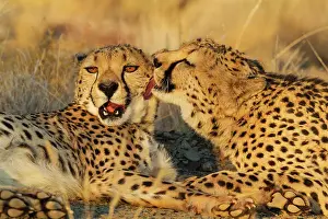 Affectionate: 80183468 Cheetah - grooming males in the evening