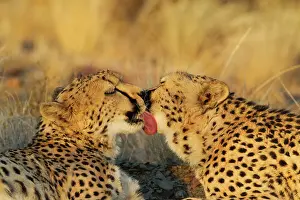 Affectionate: 80183469 Cheetah - grooming males in the evening