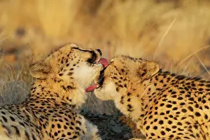 Affectionate: 80183470 Cheetah - grooming males in the evening