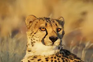 Cheetah: 80183471 Cheetah - male - controlled conditions