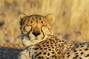Cheetah: 80183472 Cheetah - tired male - resting in the evening