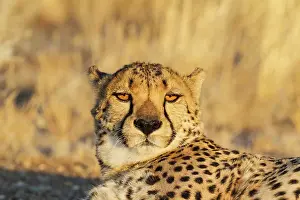 Cheetah: 80183473 Cheetah - male - resting in the evening