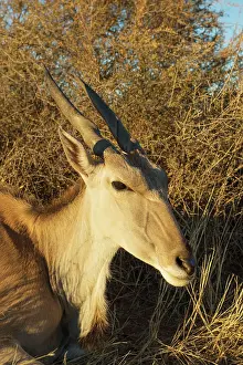 Oryx: 80183478 Eland - resting female Kalahari Desert