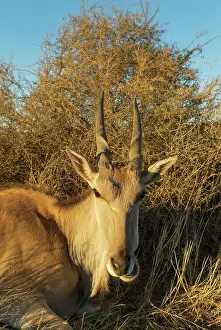 Oryx: 80183479 Eland - resting female Kalahari Desert
