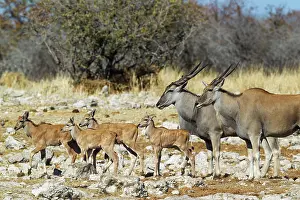 Oryx: 80183480 Eland - female on the right - male and