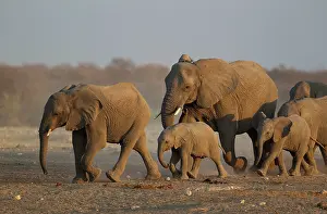 Rushing: 80183481 African Elephant - breeding herd rushing