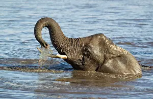 Headshot: 80183484 African Elephant - female having fun at