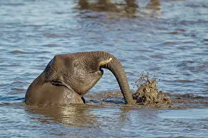 Headshot: 80183485 African Elephant - female having fun at