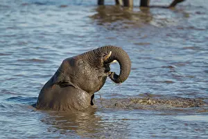 Headshot: 80183486 African Elephant - female having fun at
