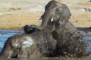 Enjoying: 80183487 African Elephant - two females having fun