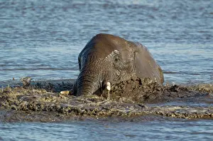 Headshot: 80183488 African Elephant - female having fun at