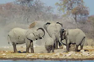Enjoying: 80183491 African Elephant - cow and three different
