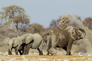 Enjoying: 80183492 African Elephant - cow and three different