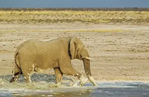 Enjoying: 80183494 African Elephant - bull at waterhole -