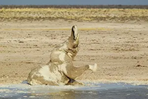Enjoying: 80183495 African Elephant - bull at waterhole -