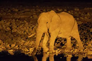 Floodlit: 80183496 African Elephant - bull at night at the