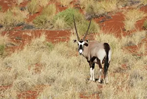 Oryx: 80183497 Gemsbok - at a grass-grown dune at the