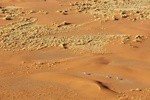 Oryx: 80183498 Gemsbok - at a sandy plain in the Namib