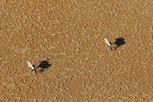 Oryx: 80183499 Gemsbok - at a sandy plain in the Namib