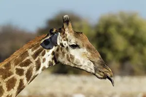 Sticking: 80183505 Southern Giraffe - male - sticking out