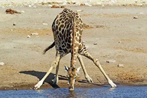 Bending: 80183506 Southern Giraffe - male - drinking at a
