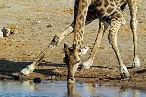 Bending: 80183508 Southern Giraffe - male - drinking at a