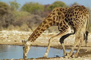 Bending: 80183509 Southern Giraffe - male - drinking at a