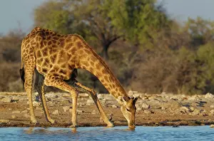 Bending: 80183510 Southern Giraffe - male - drinking at a