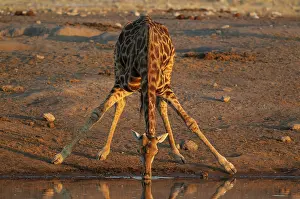 Bending: 80183511 Southern Giraffe - male - drinking at a