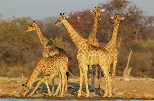 Bending: 80183512 Southern Giraffe - a group of females and
