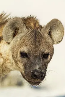 Headshot: 80183515 Spotted Hyaena - juvenile Etosha National