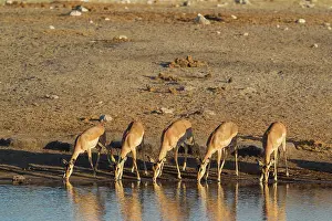 Bending: 80183519 Black-Faced Impala - group of females and