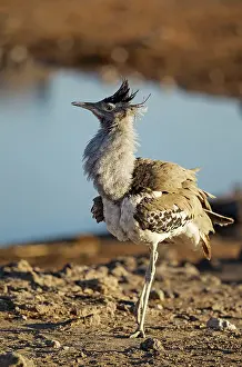 Bustard: 80183520 Kori Bustard - displaying male near waterhole
