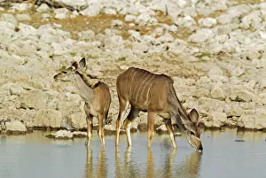 Tragelaphus: 80183521 Greater Kudu - female with young at waterhole