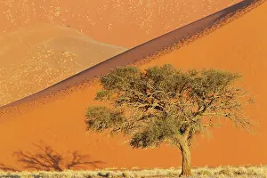 Camelthorn: 80183544 Camelthorn Tree - and sand dunes Namib