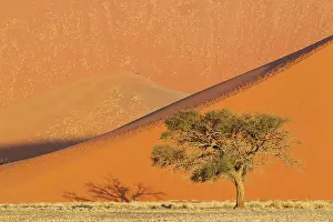Camelthorn: 80183545 Camelthorn Tree - and sand dunes Namib